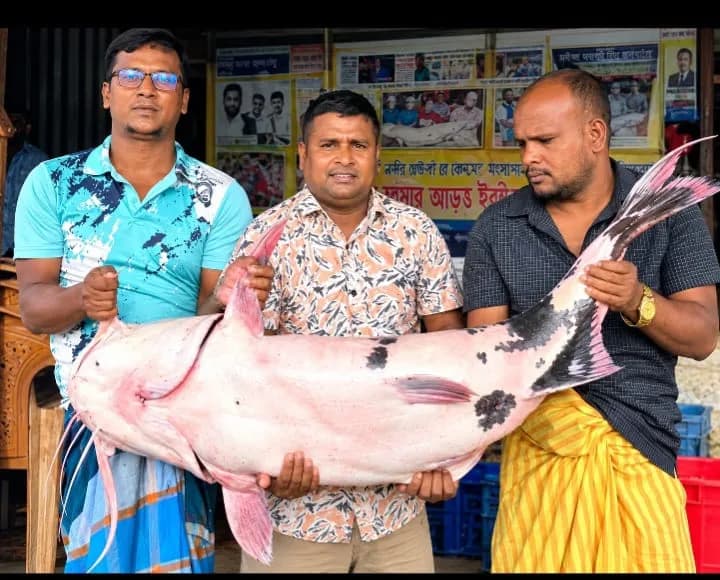 পদ্মা-যমুনার মোহনায় দৌলতদিয়ায় জেলের জালে বাঘাইড় মাছ